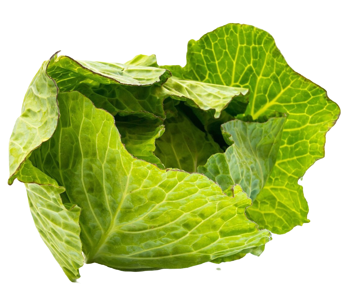 Cabbage